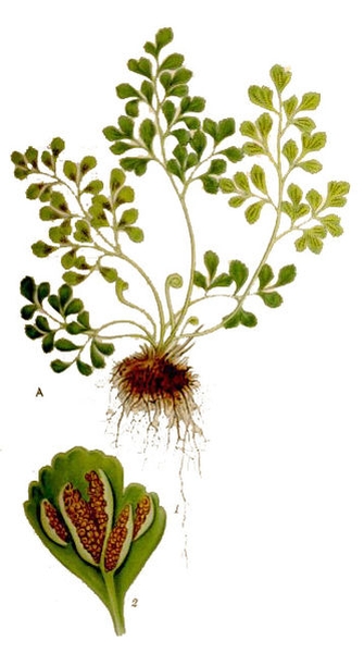 Pflanzenbild gross Mauerraute - Asplenium ruta-muraria