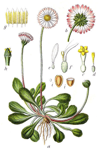 Pflanzenbild gross Gänseblümchen - Bellis perennis