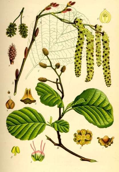 Pflanzenbild gross Schwarz-Erle - Alnus glutinosa