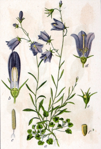 Pflanzenbild gross Rundblättrige Glockenblume - Campanula rotundifolia
