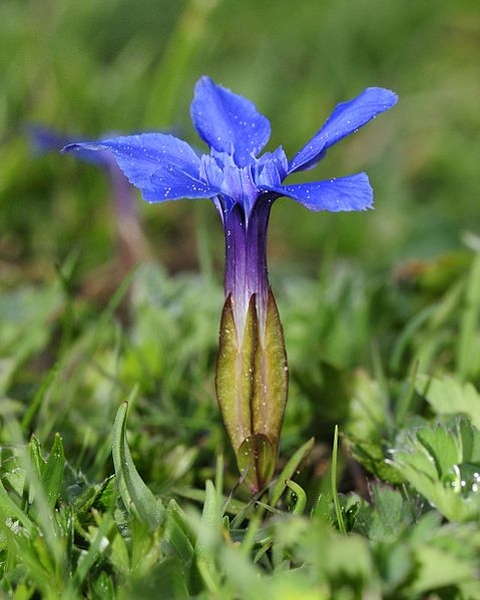 Pflanzenbild gross Frühlings-Enzian - Gentiana verna