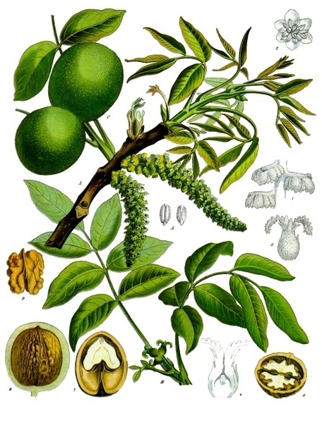 Pflanzenbild gross Walnussbaum - Juglans regia