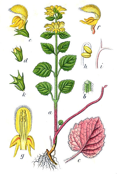 Pflanzenbild gross Goldnessel - Lamium galeobdolon