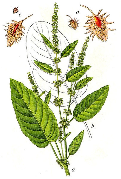 Pflanzenbild gross Stumpfblättriger Ampfer - Rumex obtusifolius