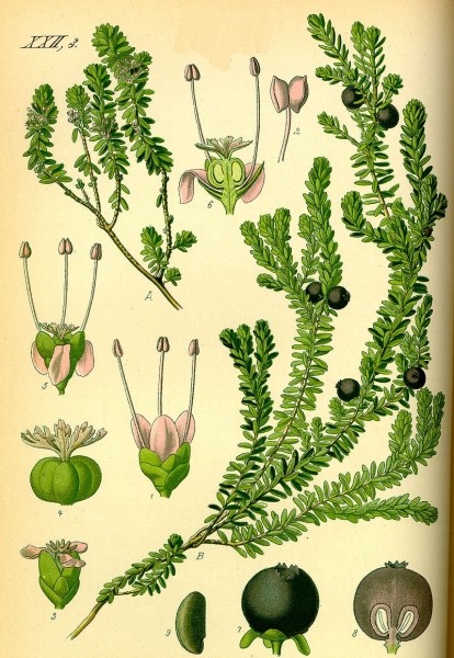 Pflanzenbild gross Zwittrige Krähenbeere - Empetrum nigrum subsp. hermaphroditum