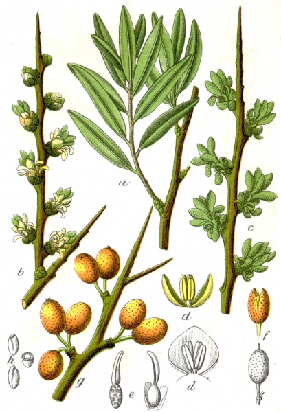 Pflanzenbild gross Sanddorn - Hippophaë rhamnoides