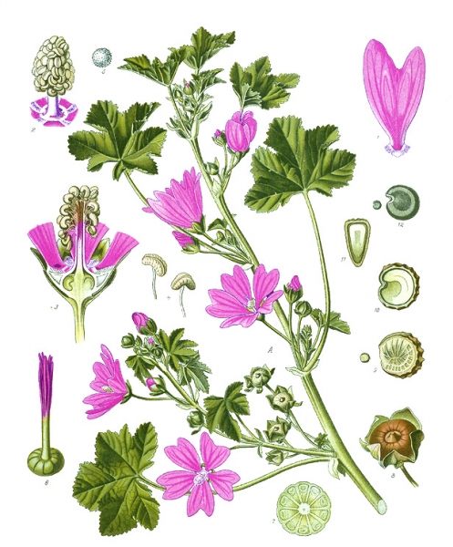 Pflanzenbild gross Wilde Malve - Malva sylvestris