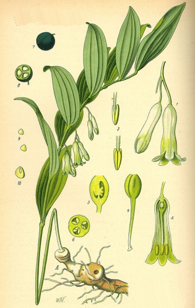 Pflanzenbild gross Vielblütiges Salomonssiegel - Polygonatum multiflorum