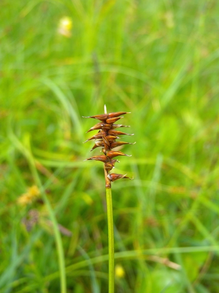 Pflanzenbild gross Davalls Segge - Carex davalliana