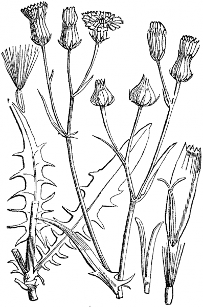 Pflanzenbild gross Kleinköpfiger Pippau - Crepis capillaris