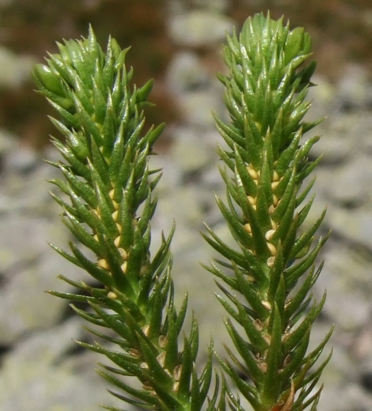 Pflanzenbild gross Tannenbärlapp - Huperzia selago