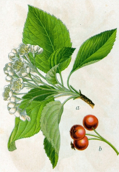 Pflanzenbild gross Echter Mehlbeerbaum - Sorbus aria
