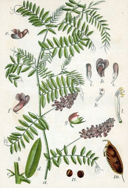 Pflanzenbild gross Vogel-Wicke - Vicia cracca
