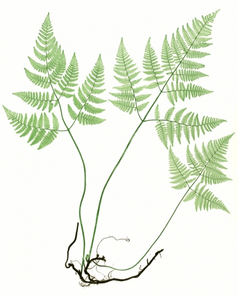 Pflanzenbild gross Ruprechtsfarn - Gymnocarpium robertianum