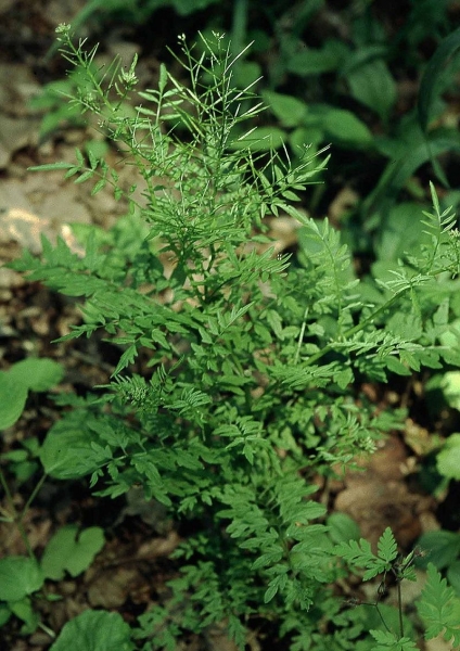 Pflanzenbild gross Spring-Schaumkraut - Cardamine impatiens