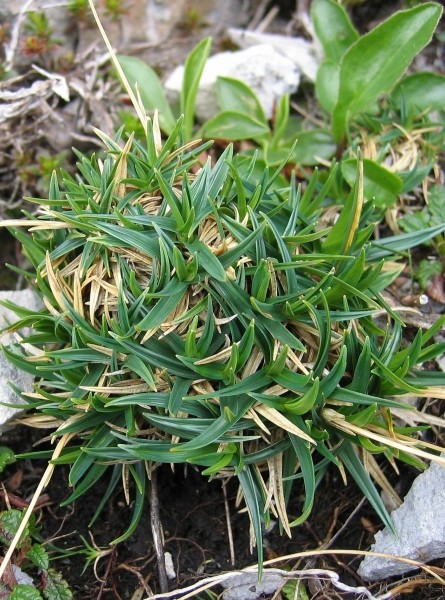 Pflanzenbild gross Polster-Segge - Carex firma