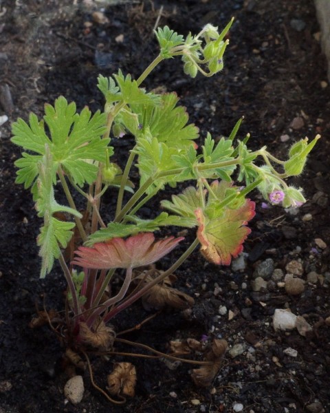 Pflanzenbild gross Kleiner Storchschnabel - Geranium pusillum