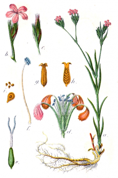 Pflanzenbild gross Raue Nelke - Dianthus armeria