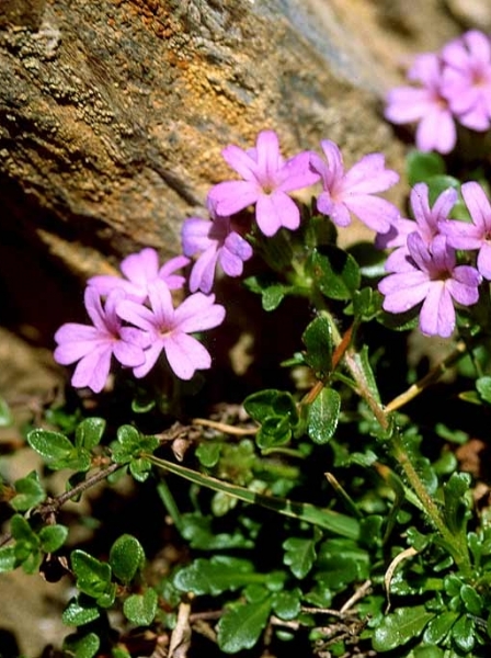 Pflanzenbild gross Leberbalsam - Erinus alpinus