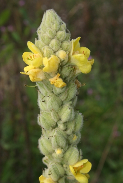 Pflanzenbild gross Kleinblütige Königskerze - Verbascum thapsus