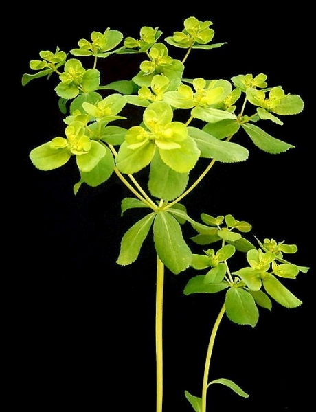 Pflanzenbild gross Sonnenwend-Wolfsmilch - Euphorbia helioscopia