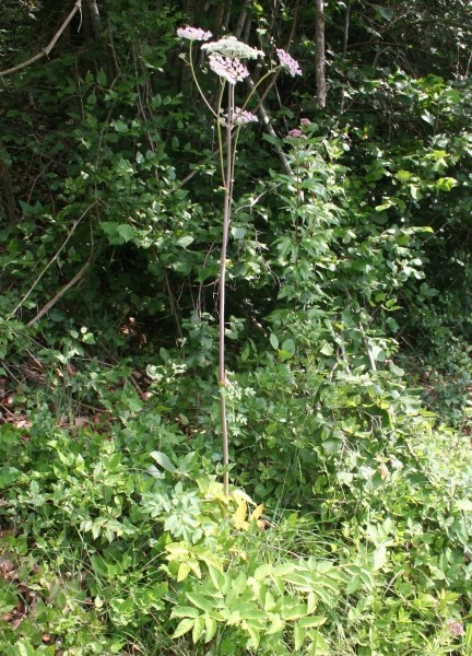 Pflanzenbild gross Wilde Brustwurz - Angelica sylvestris