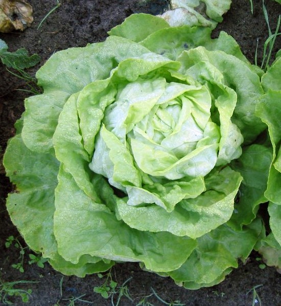 Pflanzenbild gross Kopfsalat - Lactuca sativa