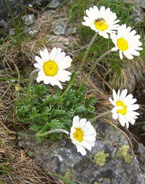 Pflanzenbild gross Alpenmargerite - Leucanthemopsis alpina