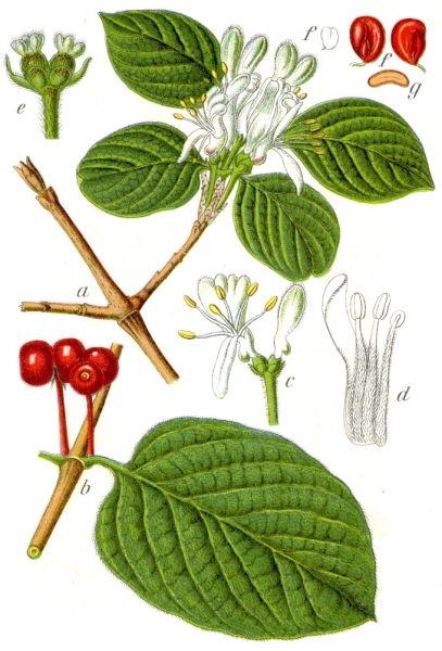 Pflanzenbild gross Rote Heckenkirsche - Lonicera xylosteum