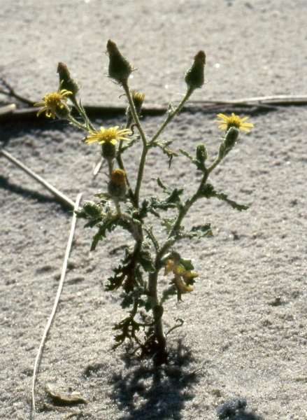 Pflanzenbild gross Klebriges Greiskraut - Senecio viscosus