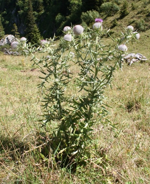 Pflanzenbild gross Wollköpfige Kratzdistel - Cirsium eriophorum subsp. eriophorum