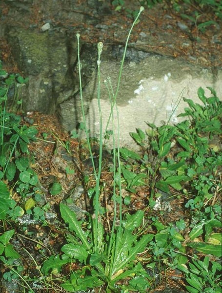 Pflanzenbild gross Wiesen-Ferkelkraut - Hypochaeris radicata