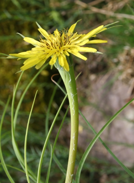 Pflanzenbild gross Grosser Bocksbart - Tragopogon dubius