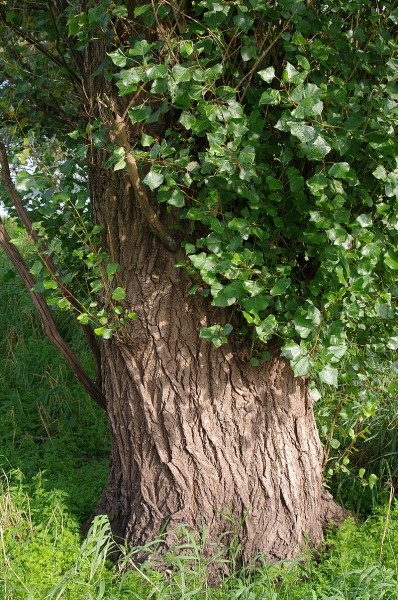 Pflanzenbild gross Schwarz-Pappel - Populus nigra