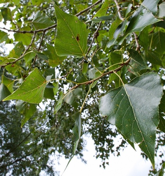 Pflanzenbild gross Schwarz-Pappel - Populus nigra