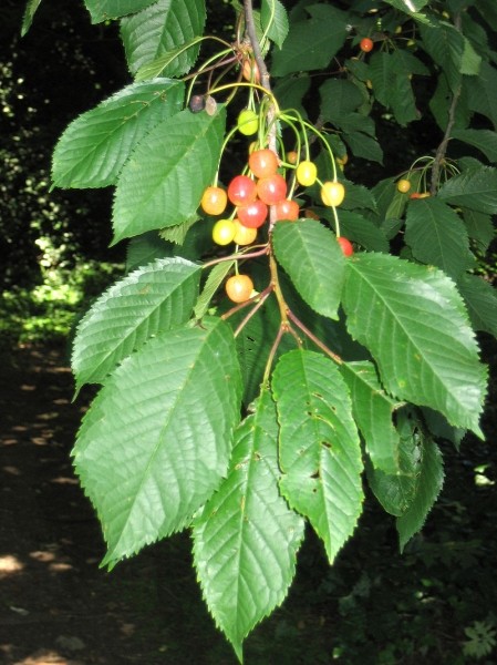 Pflanzenbild gross Süsskirsche - Prunus avium