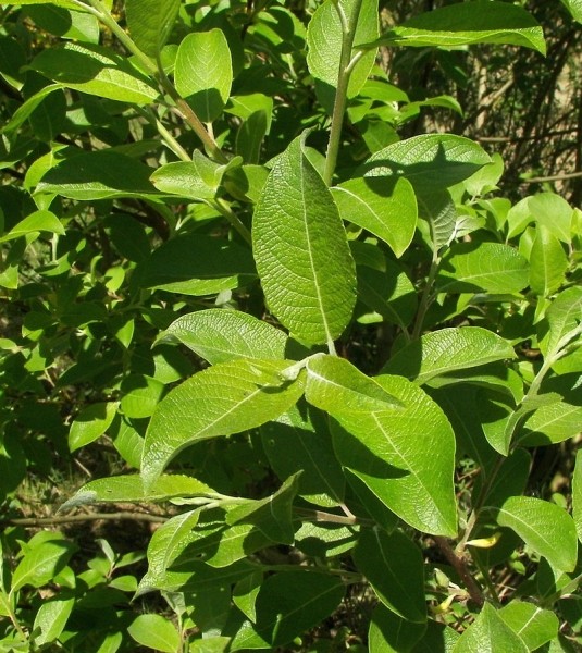 Pflanzenbild gross Sal-Weide - Salix caprea