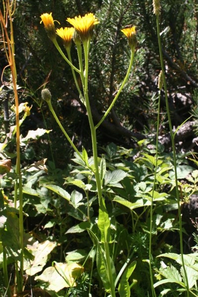 Pflanzenbild gross Grossköpfiger Pippau - Crepis conyzifolia
