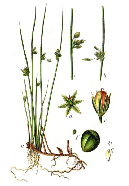 Pflanzenbild gross Faden-Binse - Juncus filiformis