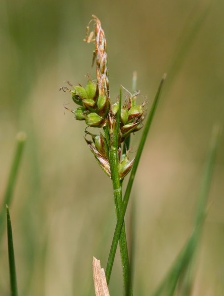 Pflanzenbild gross Pillen-Segge - Carex pilulifera