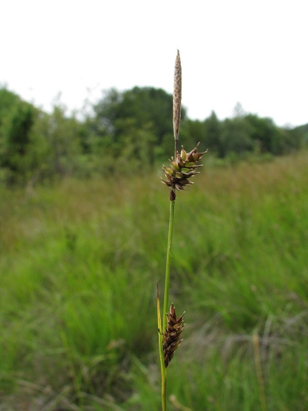 Pflanzenbild gross Saum-Segge - Carex hostiana