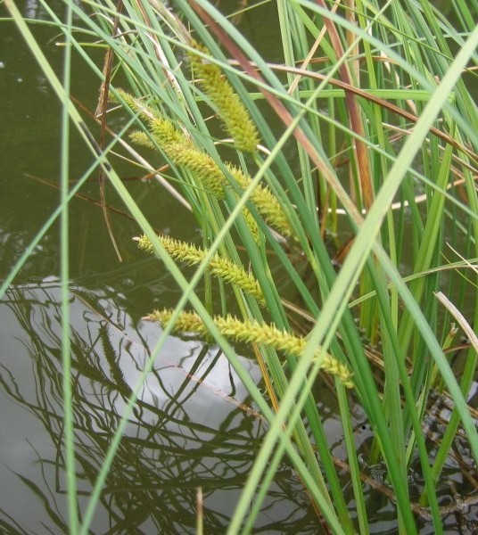 Pflanzenbild gross Schnabel-Segge - Carex rostrata