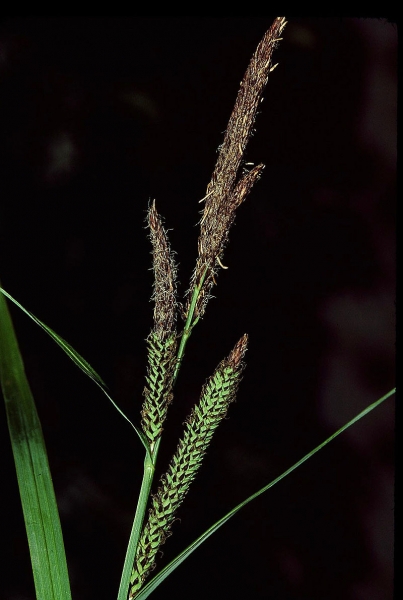 Pflanzenbild gross Scharfkantige Segge - Carex acutiformis