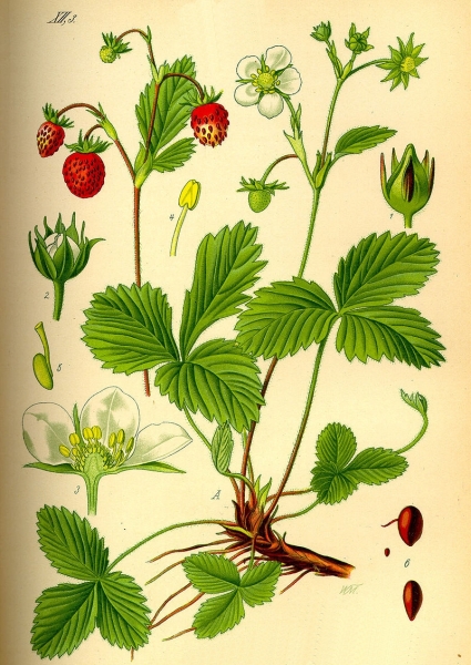 Pflanzenbild gross Wald-Erdbeere - Fragaria vesca