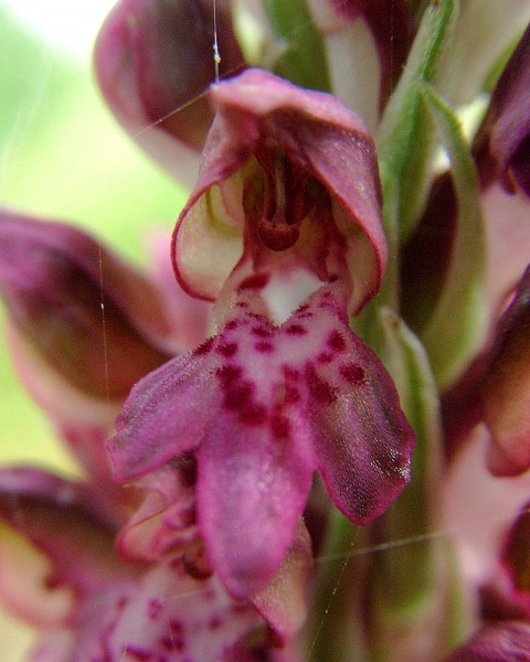 Pflanzenbild gross Wanzen-Knabenkraut - Orchis coriophora