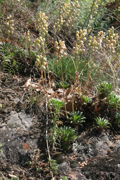 Pflanzenbild gross Blasenschötchen - Alyssoides utriculata