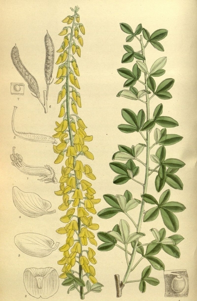 Pflanzenbild gross Schwarzwerdender Geissklee - Cytisus nigricans