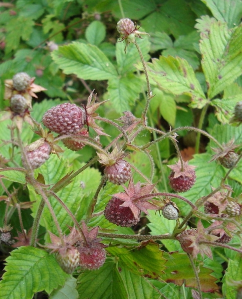Pflanzenbild gross Moschus-Erdbeere - Fragaria moschata