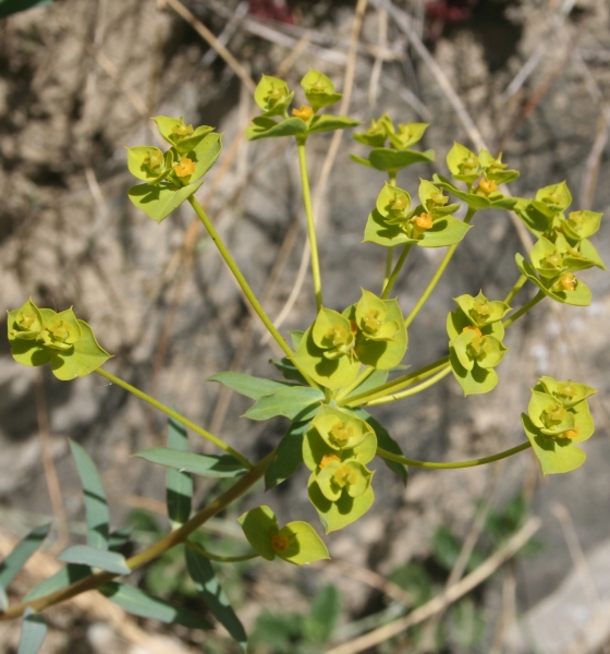 Pflanzenbild gross Steppen-Wolfsmilch - Euphorbia seguieriana subsp. seguieriana