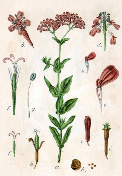 Pflanzenbild gross Nelken-Leimkraut - Silene armeria